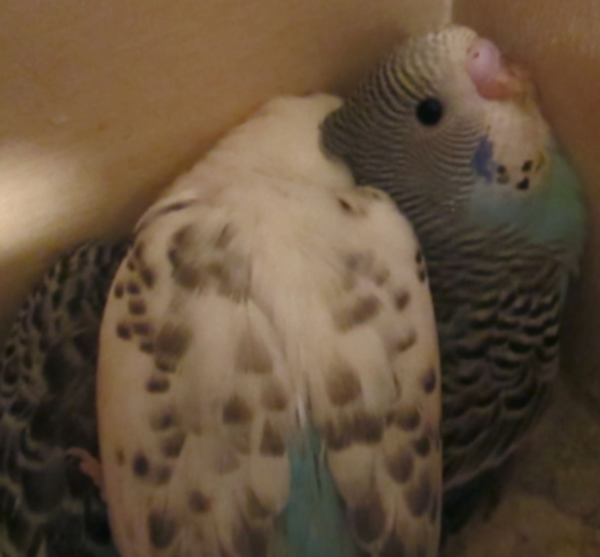 Benvenuti piccoli!