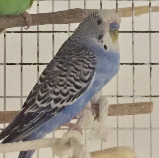 Problemi con il mio coco