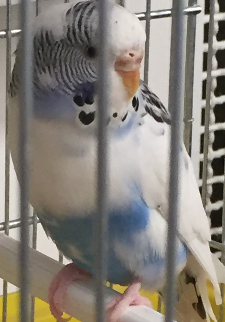 Età 