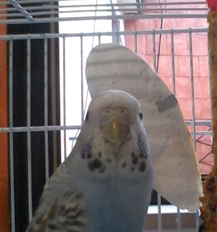Vi presento il mio coco