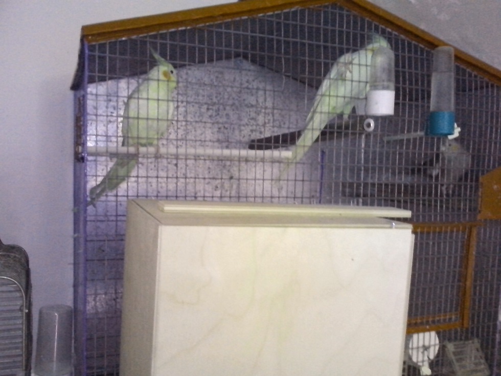 ecco i miei amorini:)