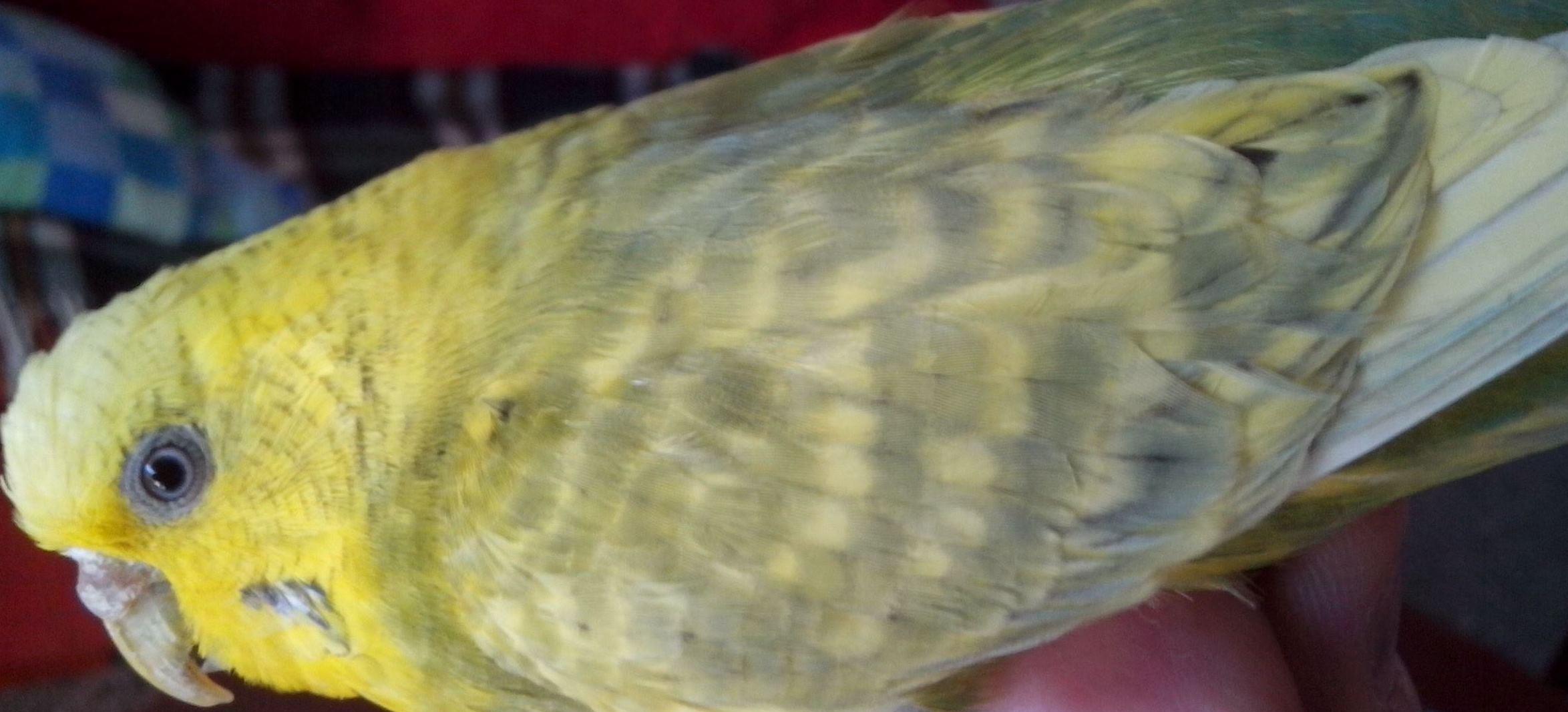 Che specie �