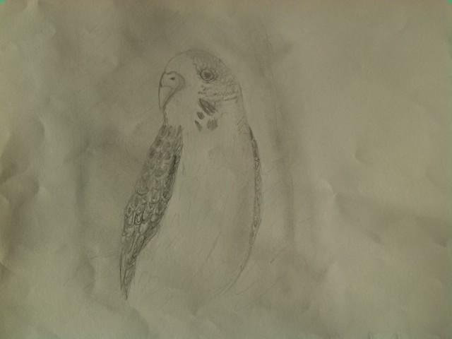 disegno sui pappagalli