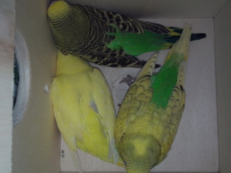 I miei primi pulletti!!!
