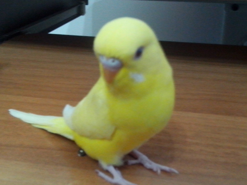 Lutino o lutina?