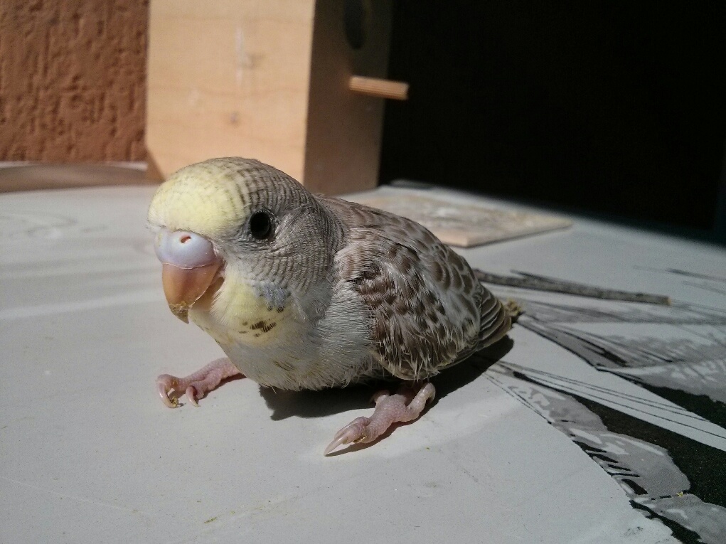 Il mio primo pullo!