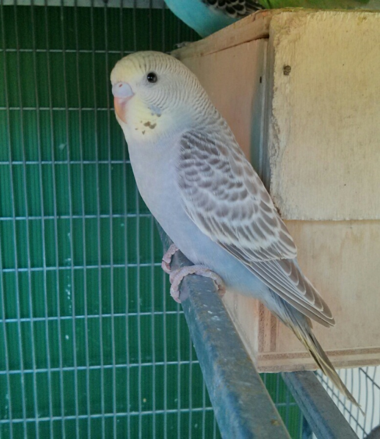 Il mio primo pullo!