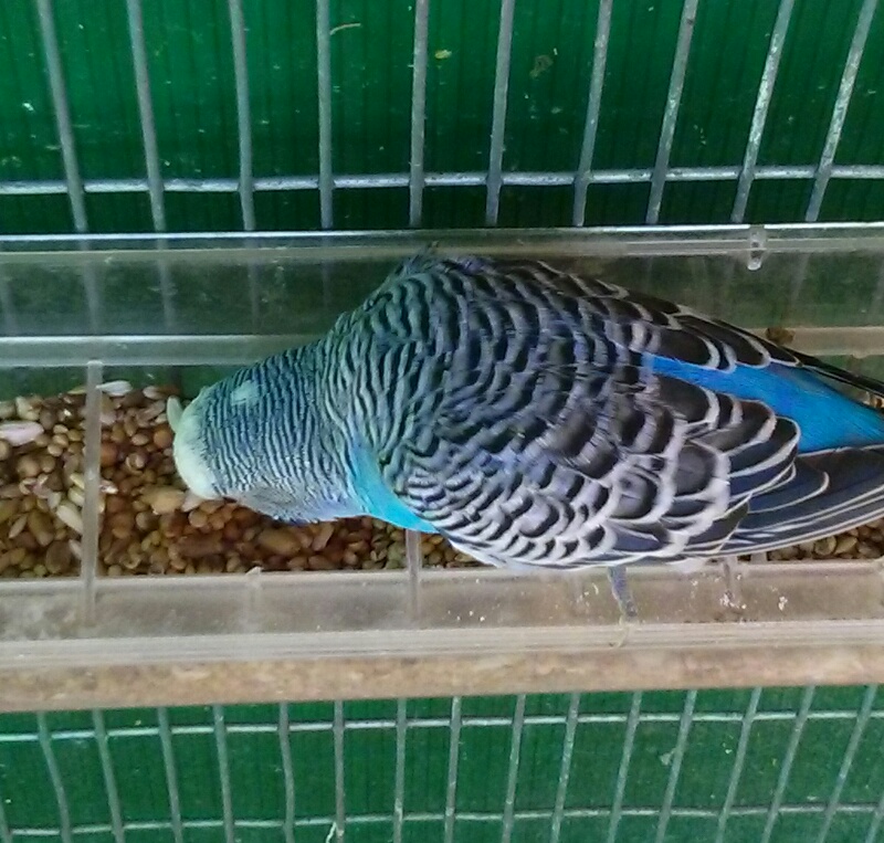 Fattori...