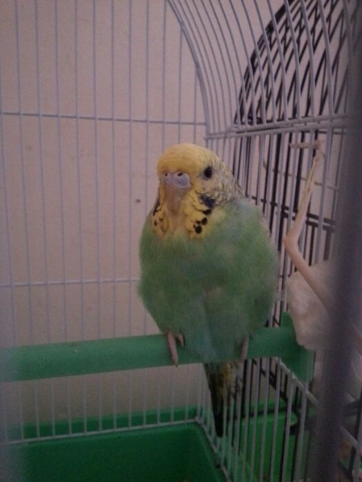 specie coco