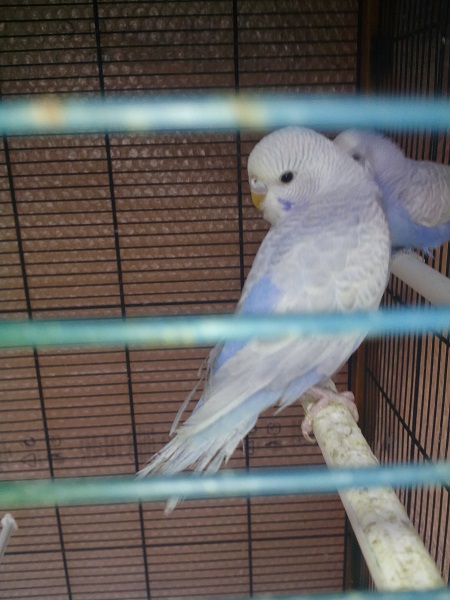 pullo senza coda