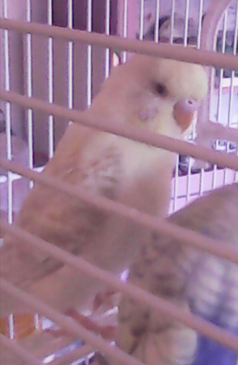 coco albina