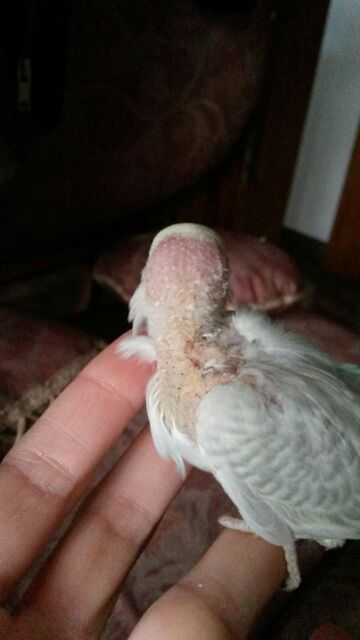 pullo perde piume