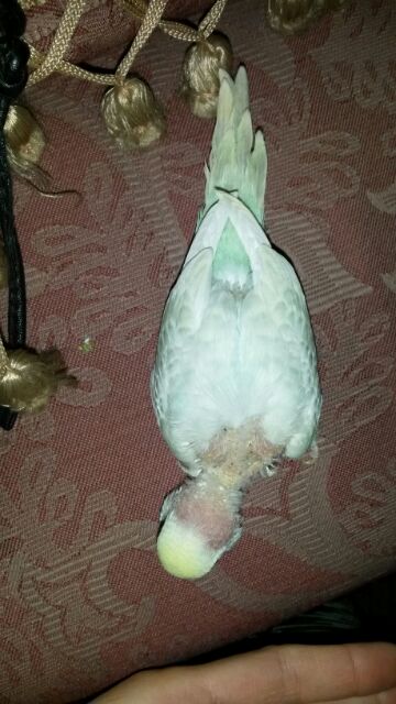 pullo perde piume