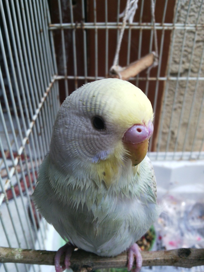 mutazione del coco