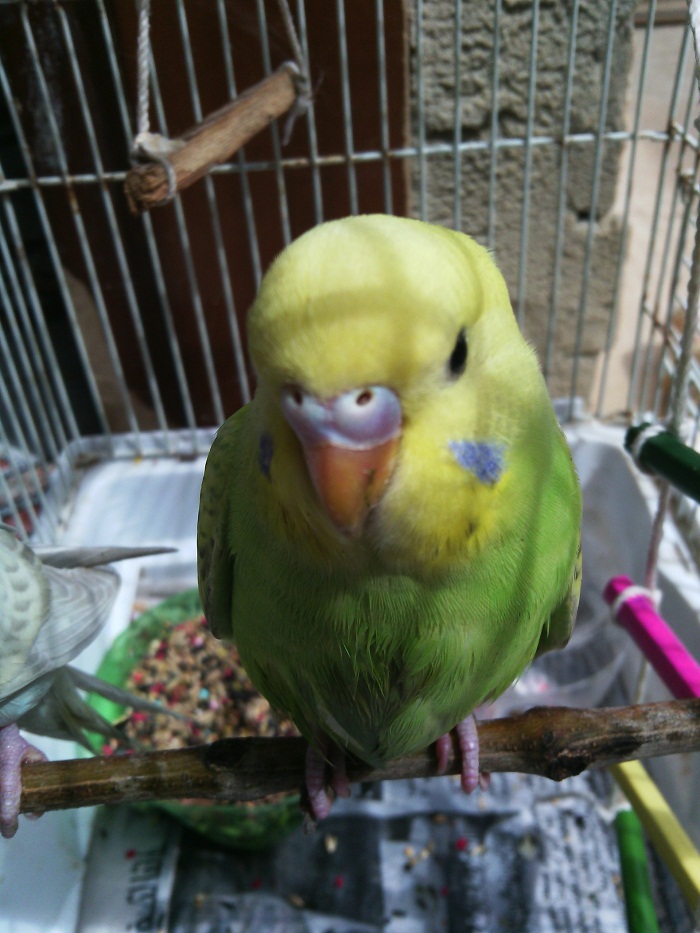 sesso coco