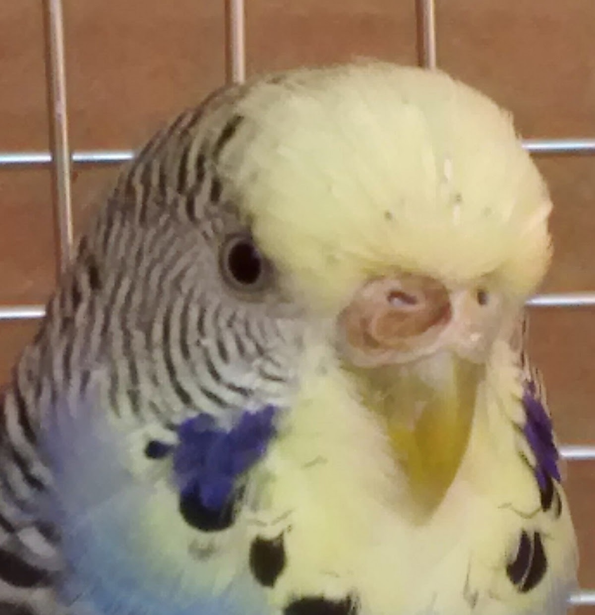 Cera scolorita a meta'