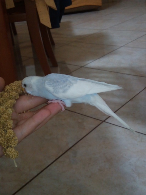 coco giovane senza coda