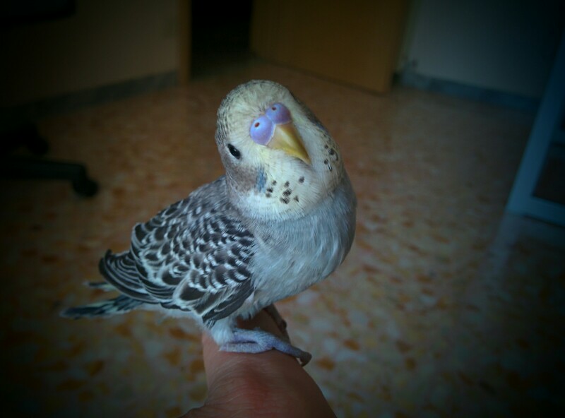 Cedo pullo che non vola