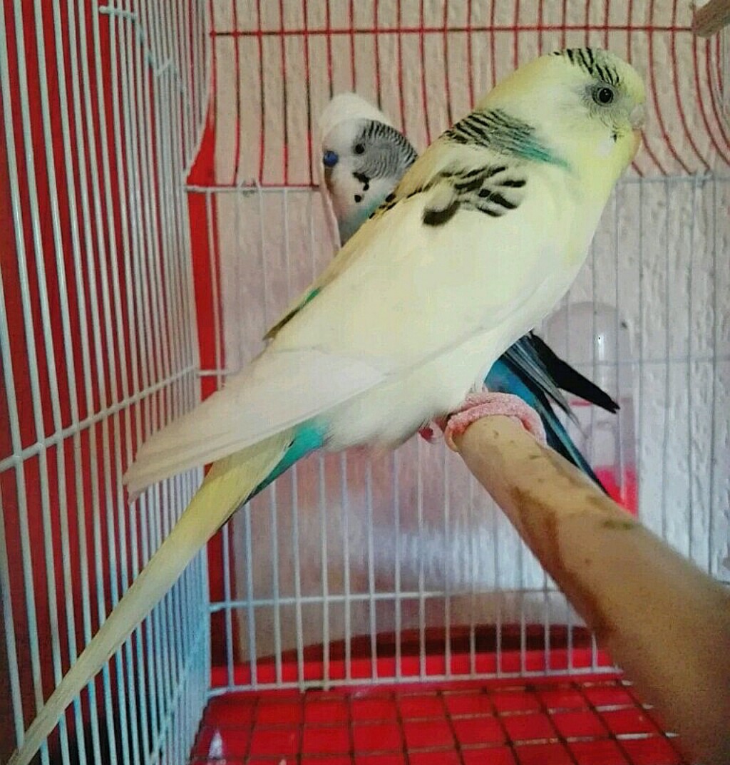 Coco senza nido incinta?