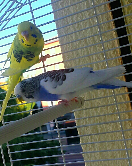 Che mutazione sono le
mie coco??