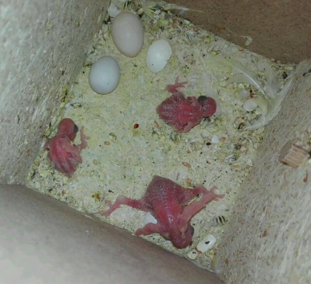 Secondo Pulletto