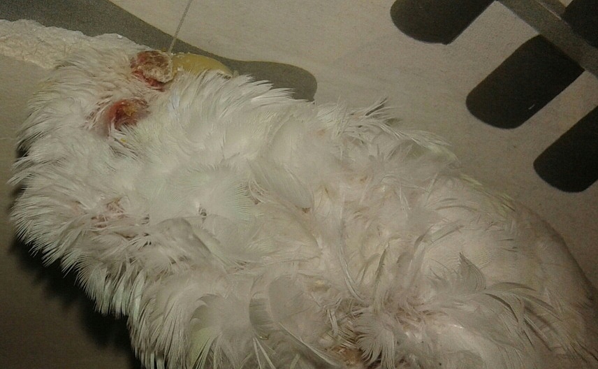 Cocorita morta