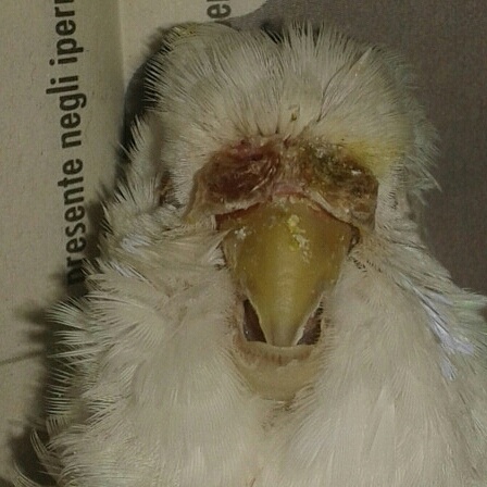 Cocorita morta