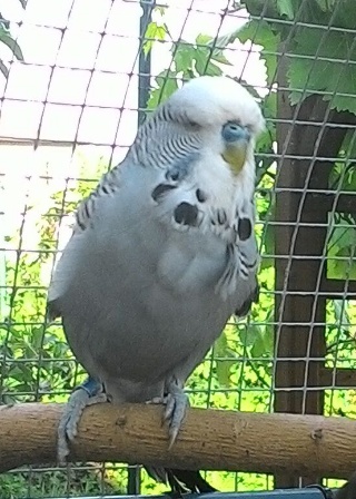 Cocorite inglesi