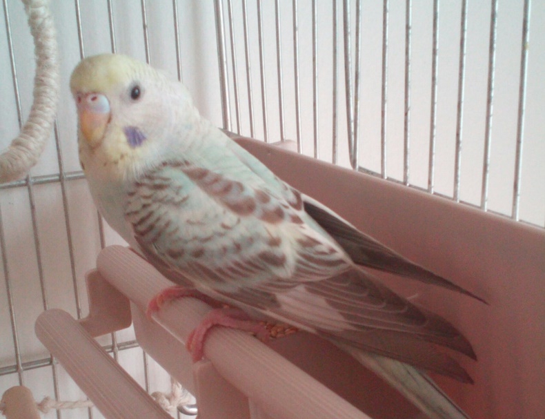 Mutazione PeeWee