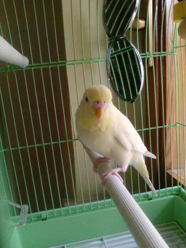 petto gonfio