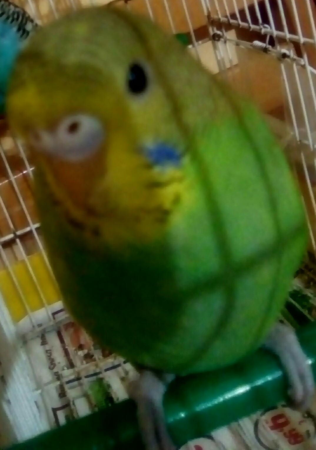 Sesso coco