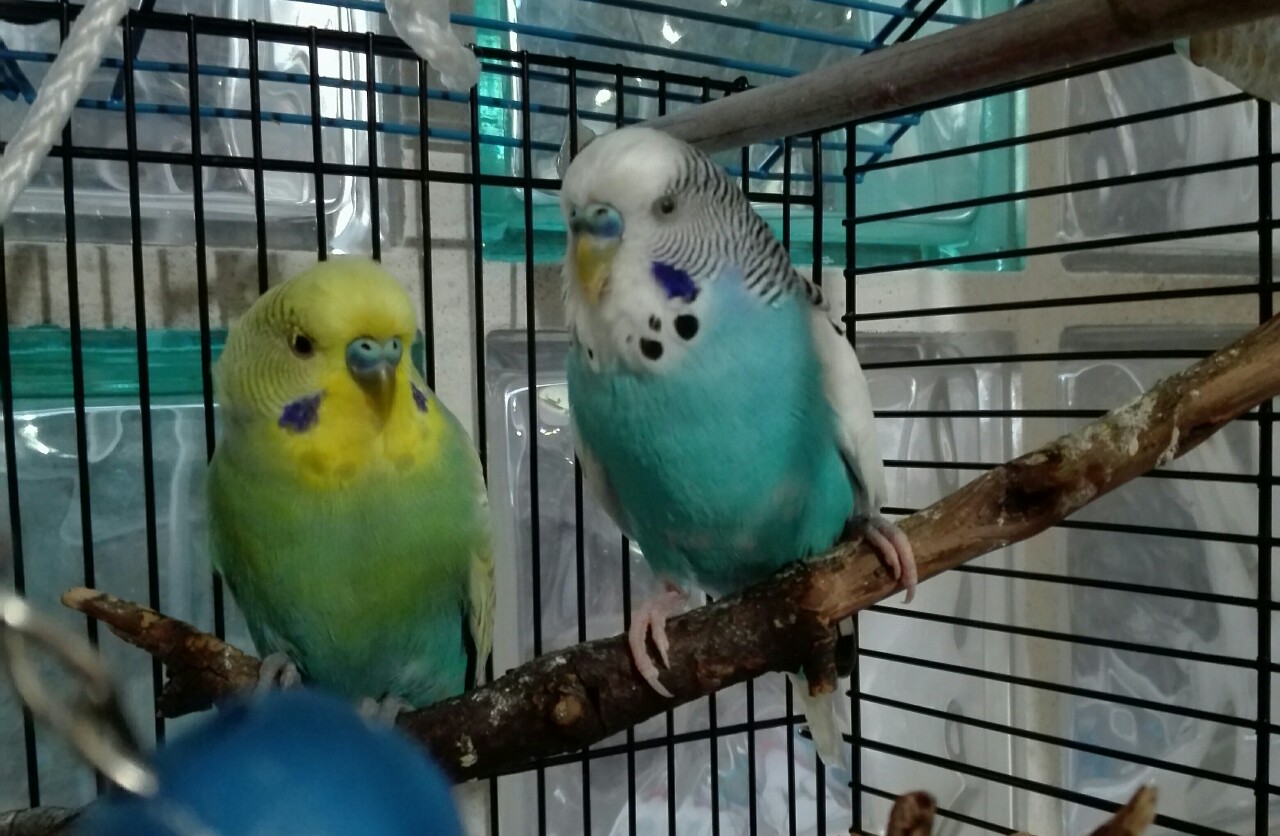 Sesso coco