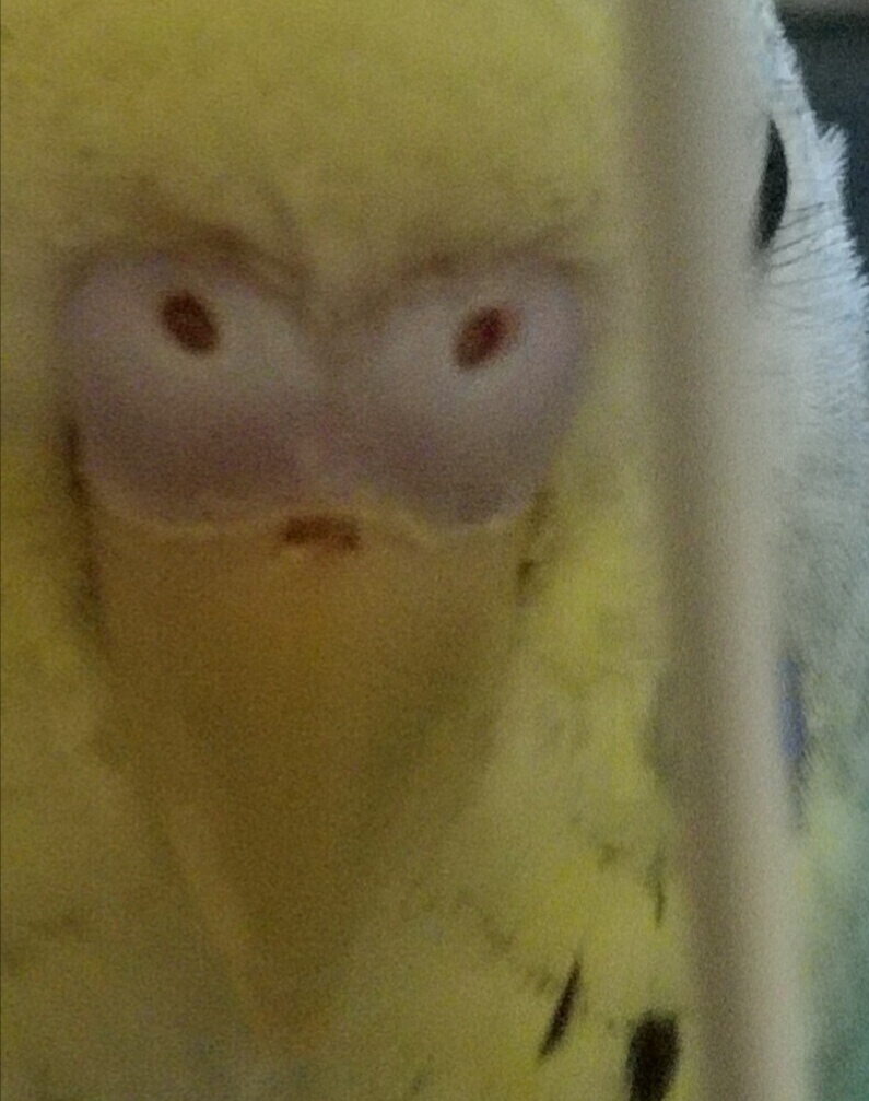 Problema becco