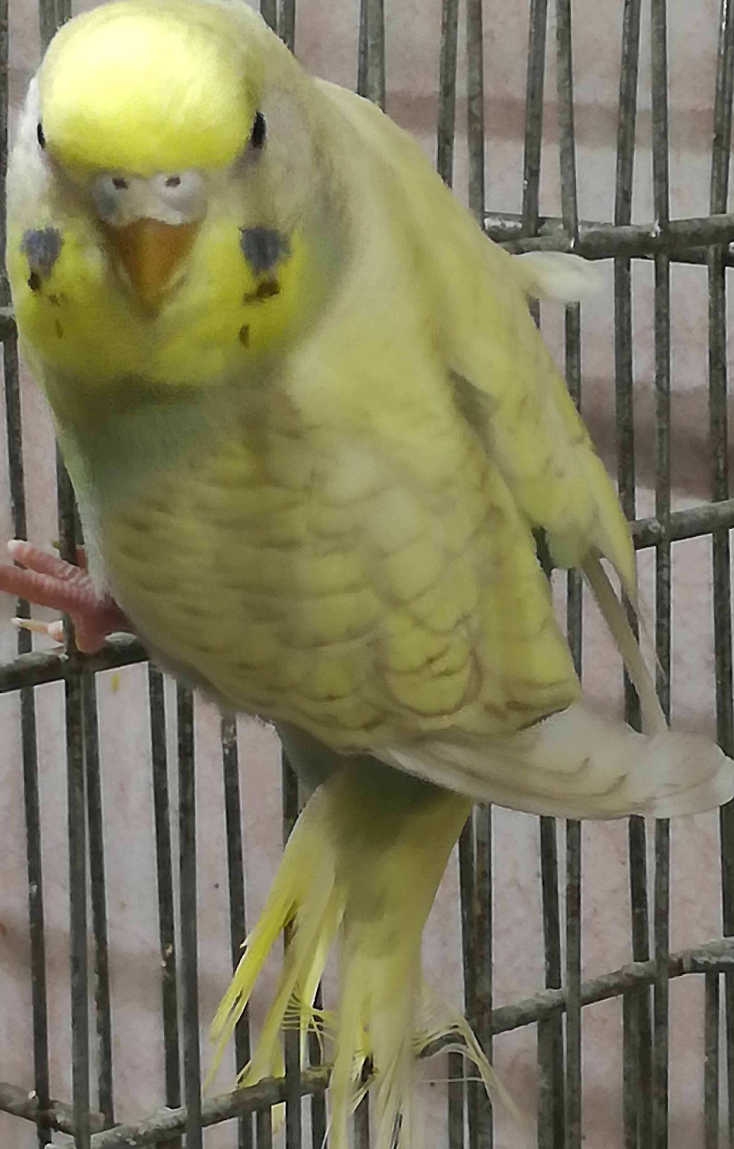 Mutazione ondulati