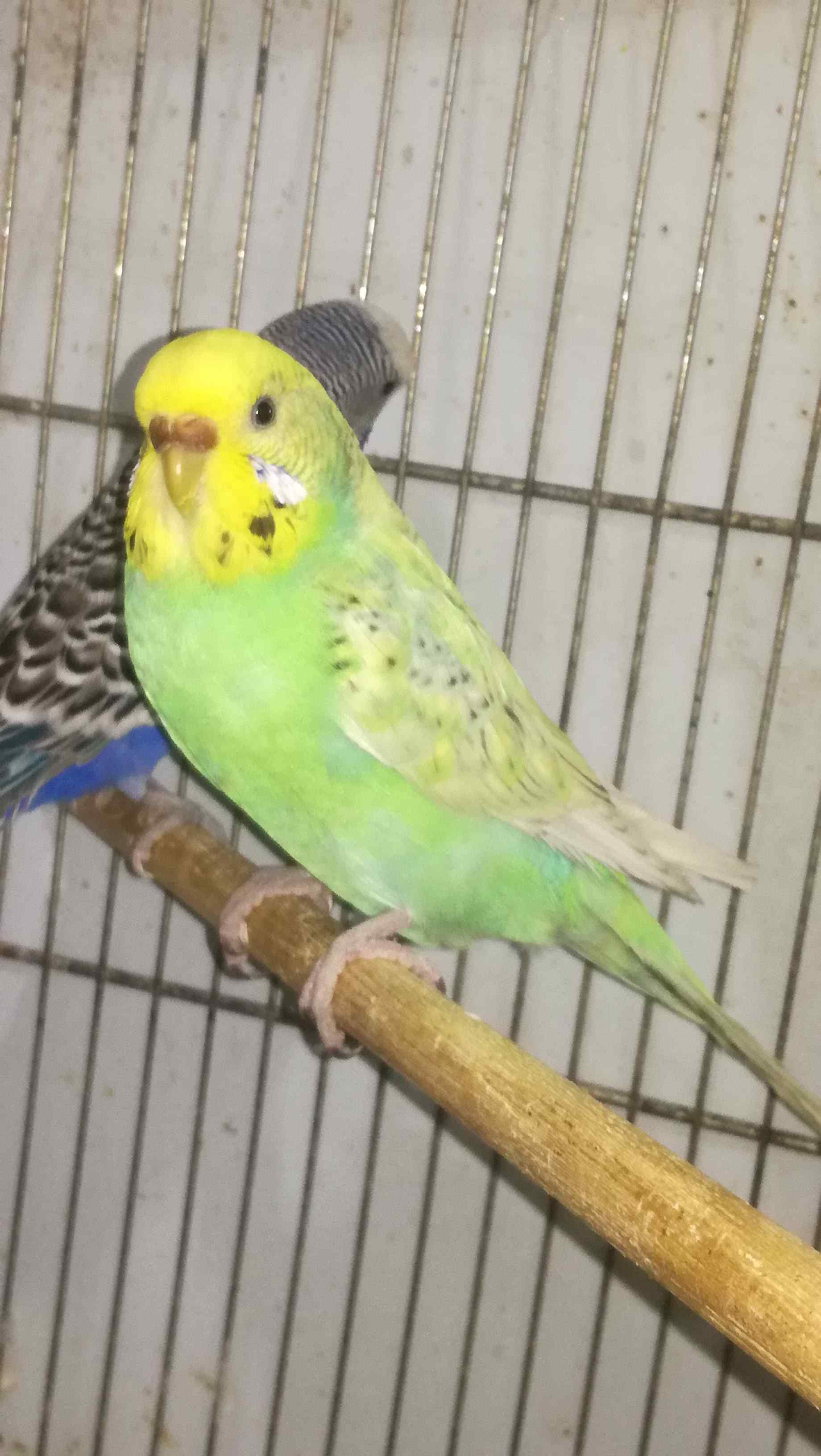 Mutazioni