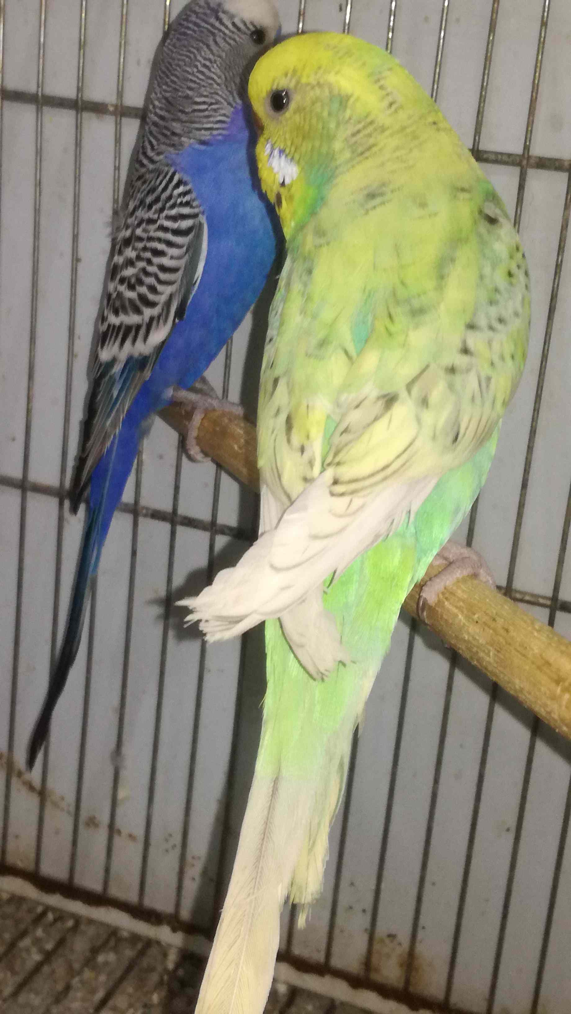 Mutazioni