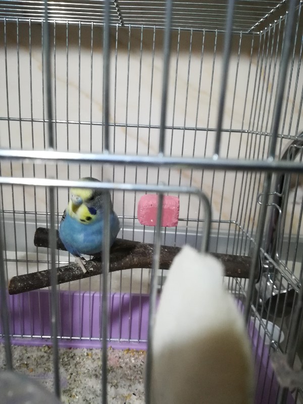 Problema zampa