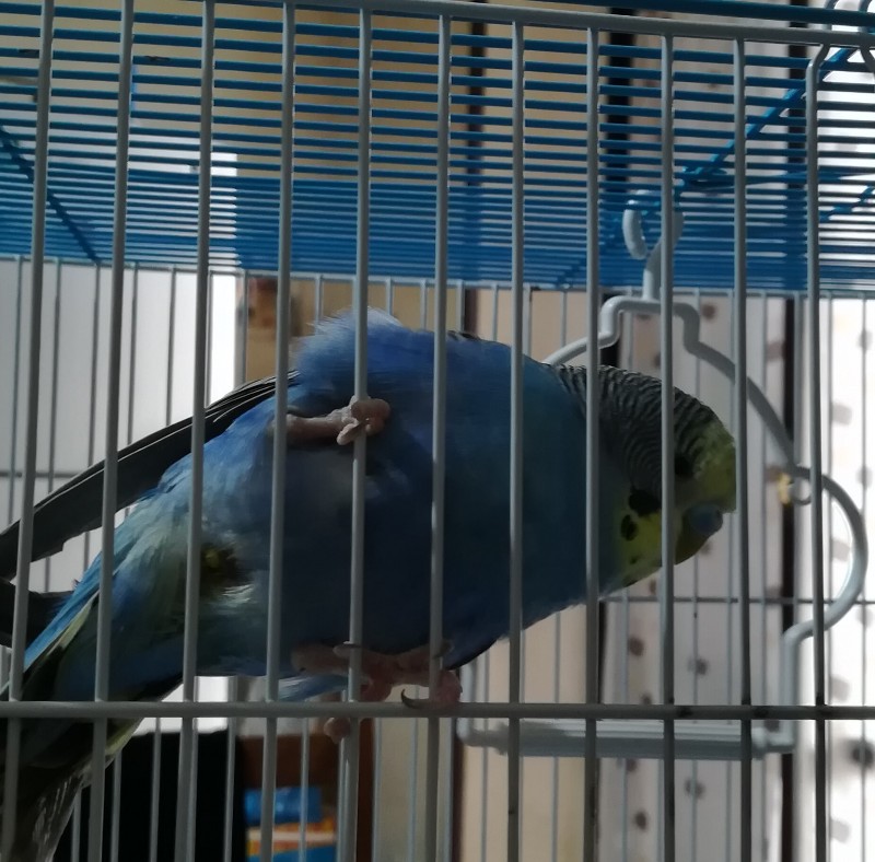Mancanza di pelo