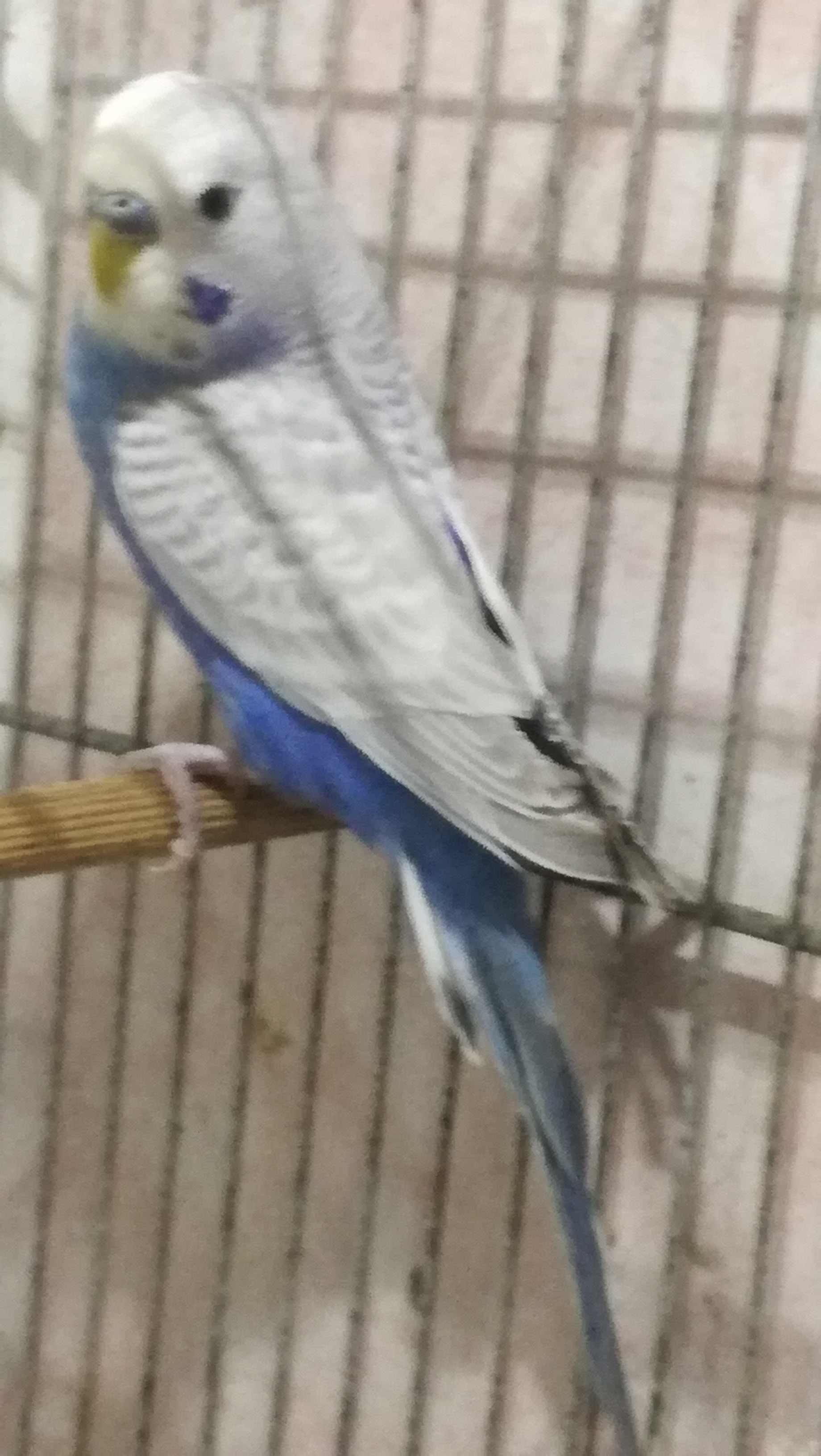 Mutazioni