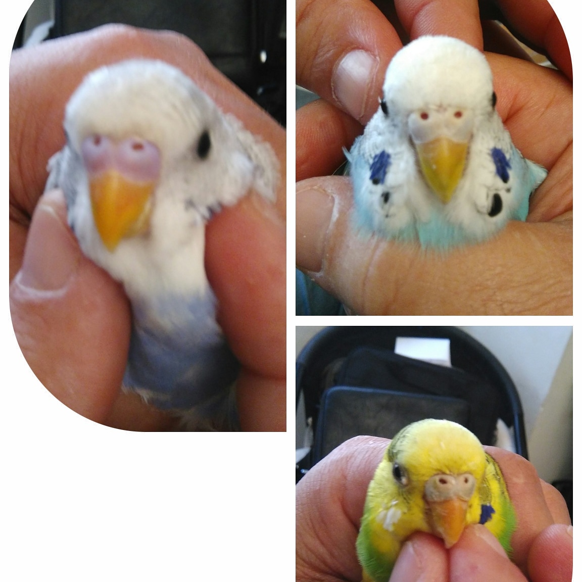 chiedo lumi