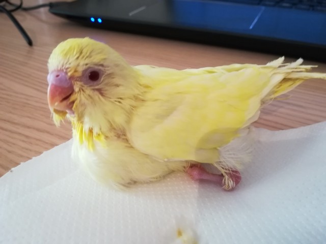 Aiutare un pullo