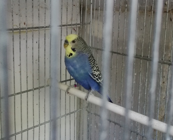 Blu Malva o semplice
blu?