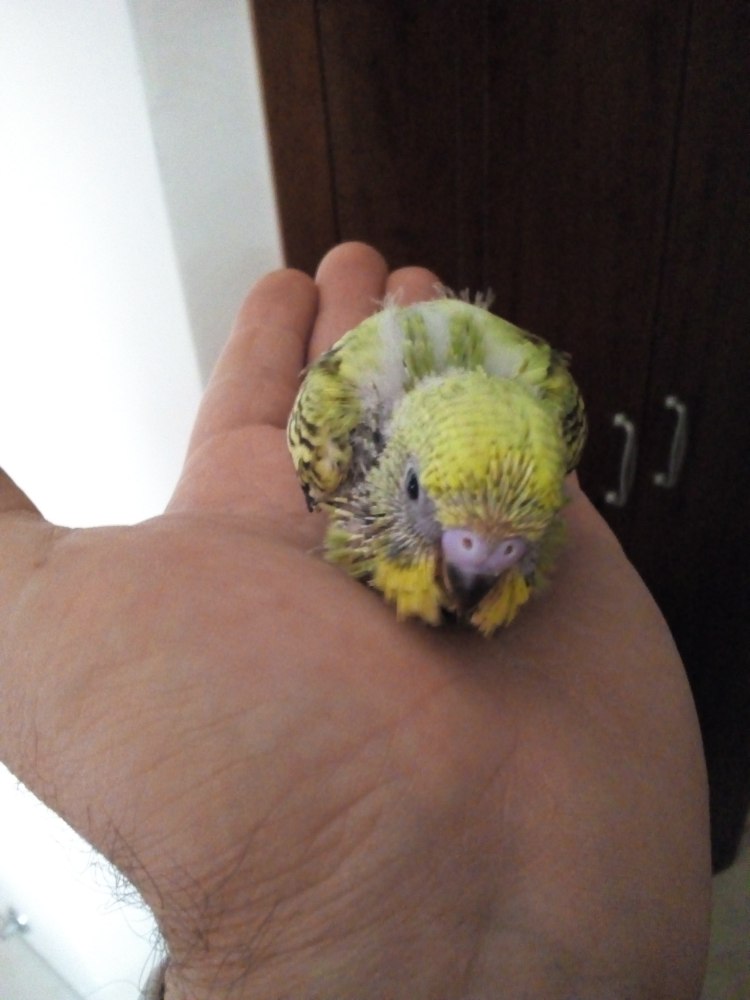 Pullo maschio o femmina?