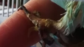 Zampa ferita