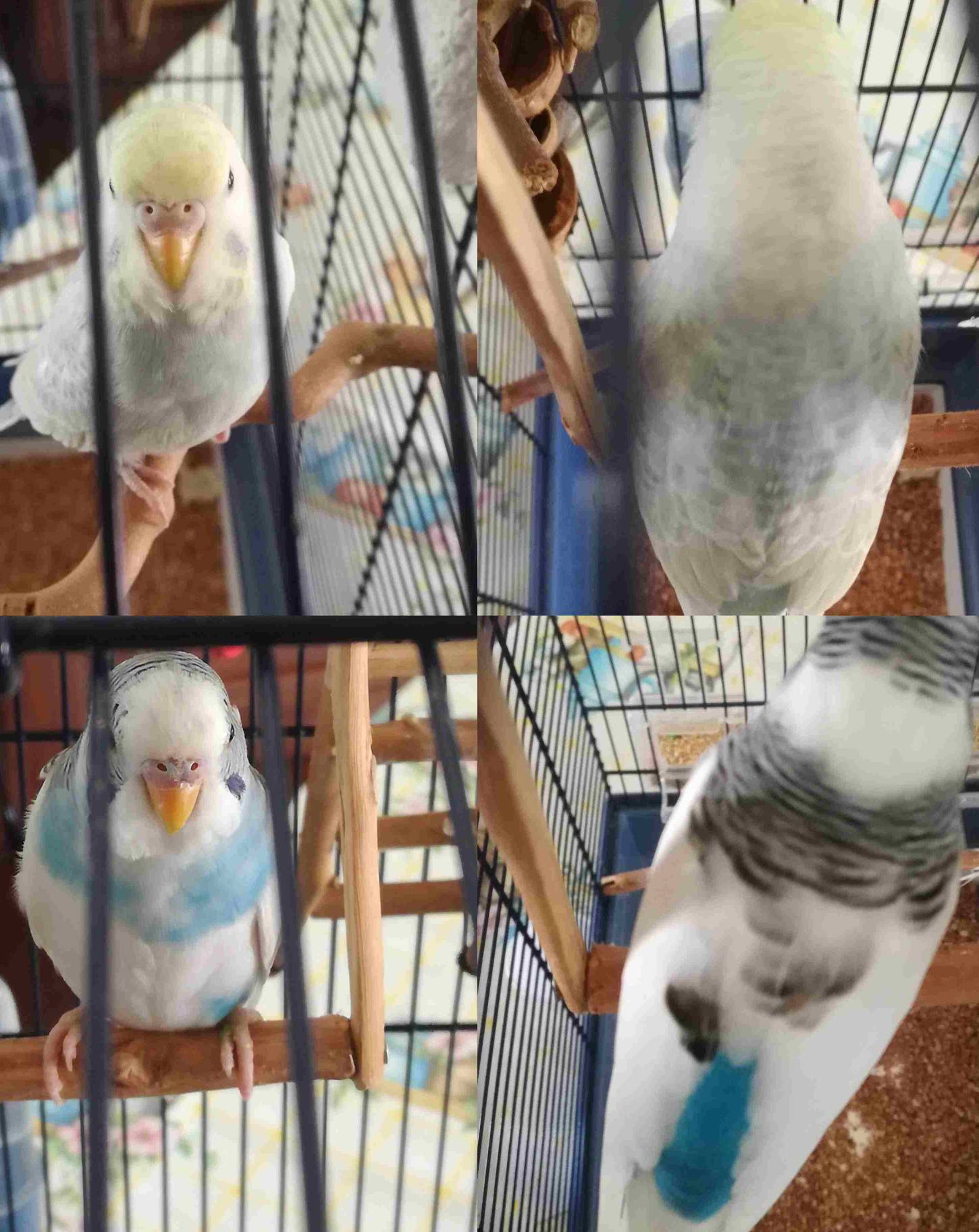 Sesso