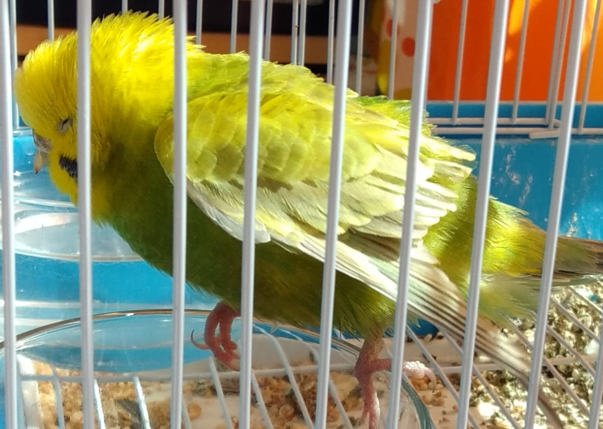 Cocorita con ali cadenti
e tremanti + pelo
arruffato