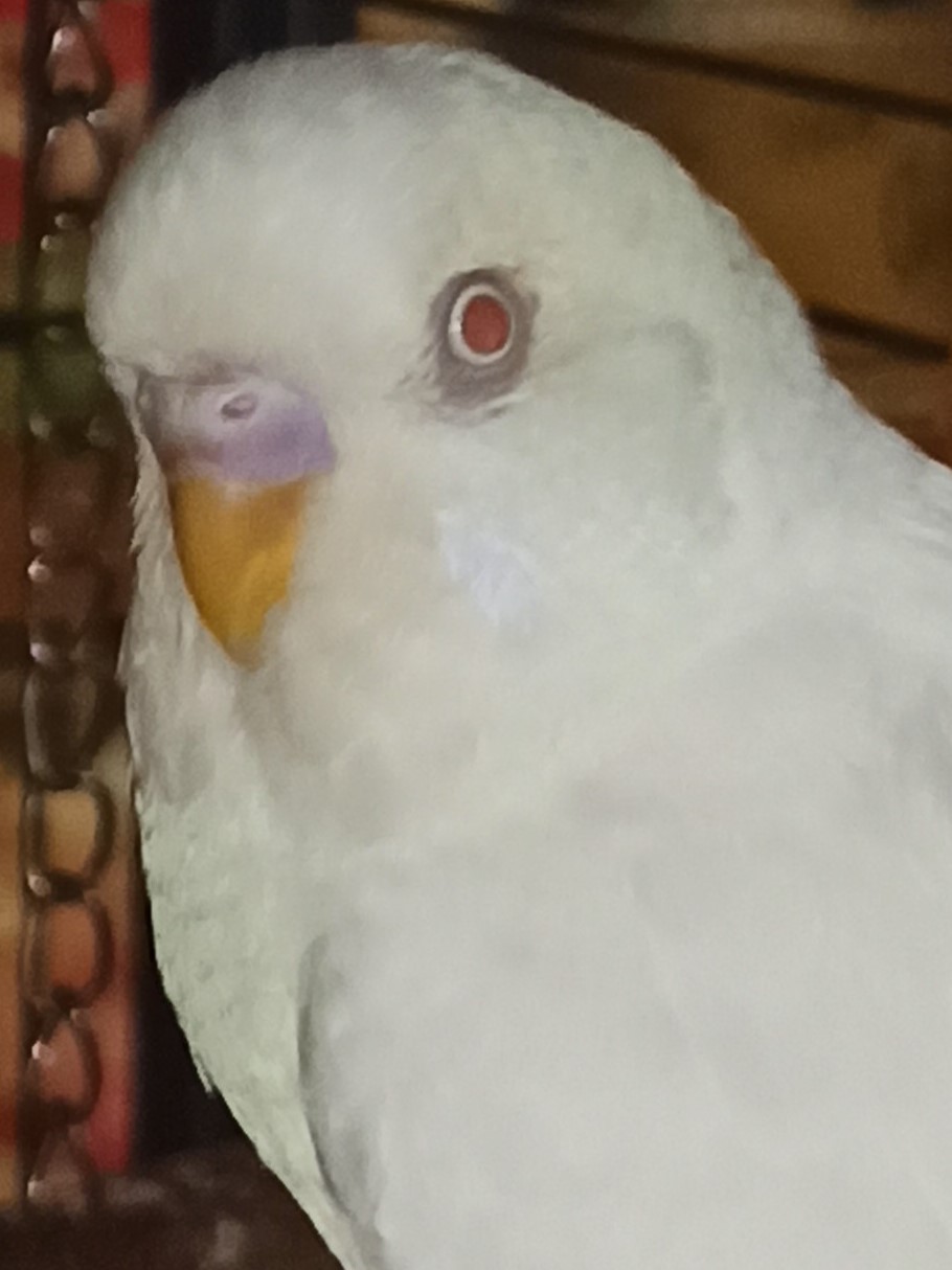 Sesso albino