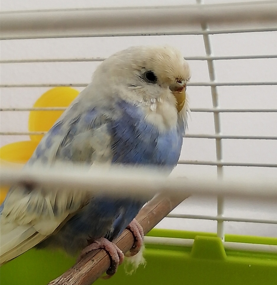 Trovatello