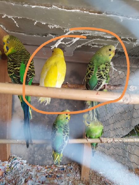 Età mutazione