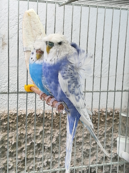 Ultima coppia